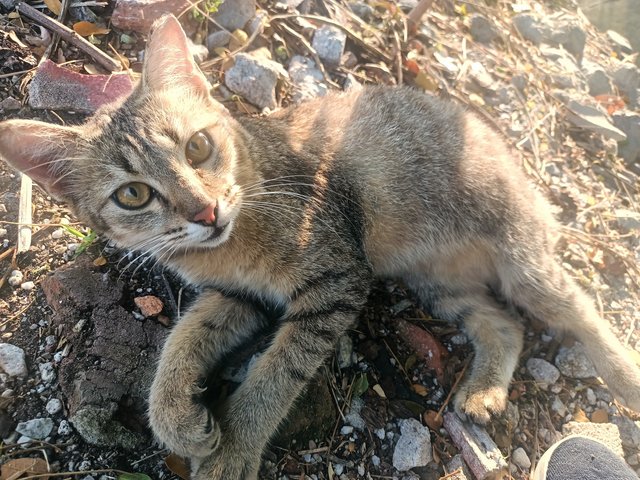 Dobby - Domestic Short Hair Cat