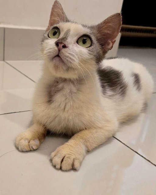 Car Wash - Domestic Short Hair Cat