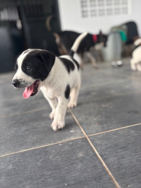 Oreo - Mixed Breed Dog