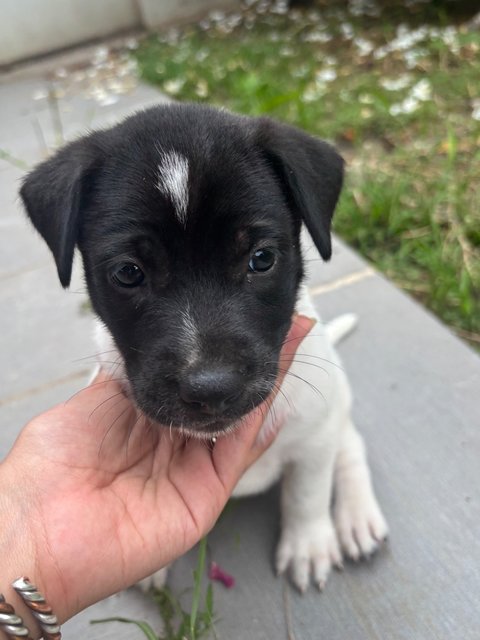 Oreo Pup - Mixed Breed Dog