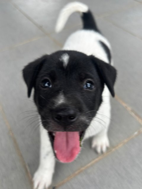 Oreo Pup - Mixed Breed Dog