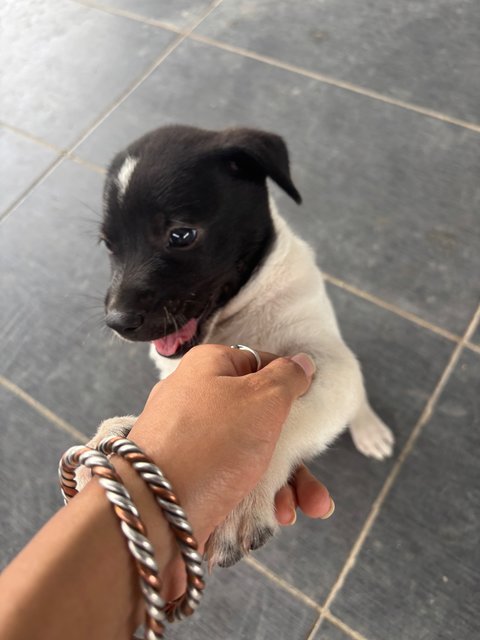 Oreo Pup - Mixed Breed Dog