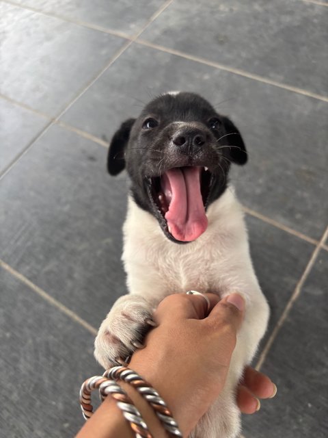 Oreo Pup - Mixed Breed Dog