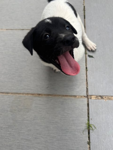 Oreo Pup - Mixed Breed Dog