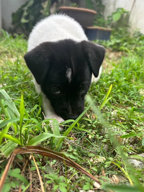 Oreo Pup - Mixed Breed Dog