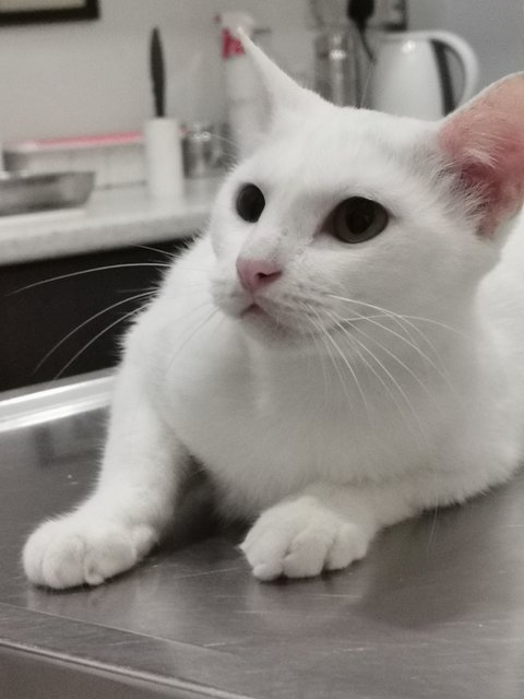 Misty White  - Domestic Short Hair Cat