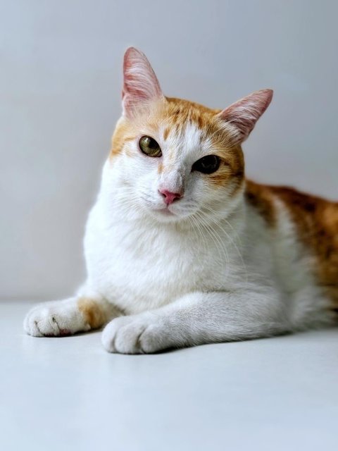 Sir Chonkalot - Domestic Short Hair Cat