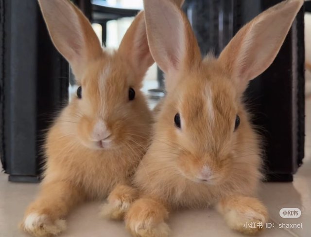 Cinnamon And Butterscotch - Lionhead Rabbit