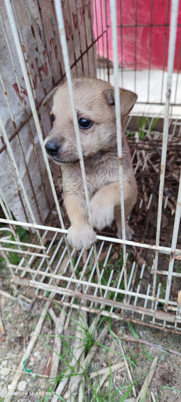 Blacy - Mixed Breed Dog