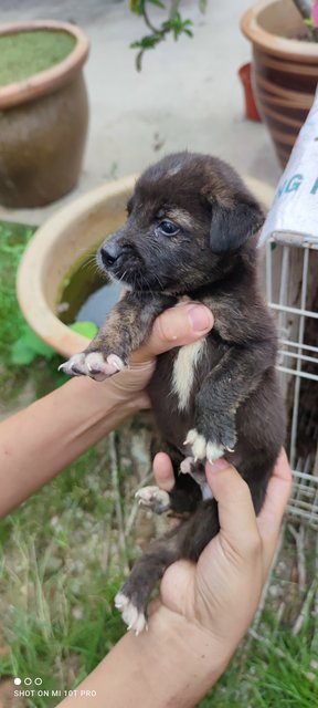 Blacy - Mixed Breed Dog