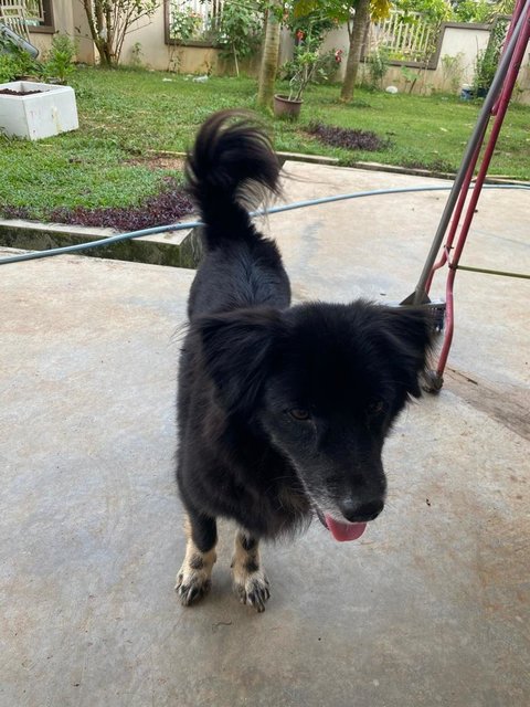 Boboi - Border Collie + Cocker Spaniel Dog