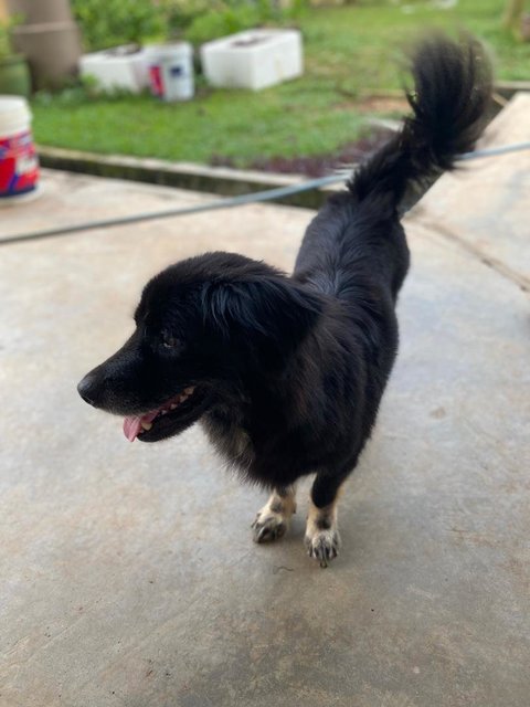 Boboi - Border Collie + Cocker Spaniel Dog