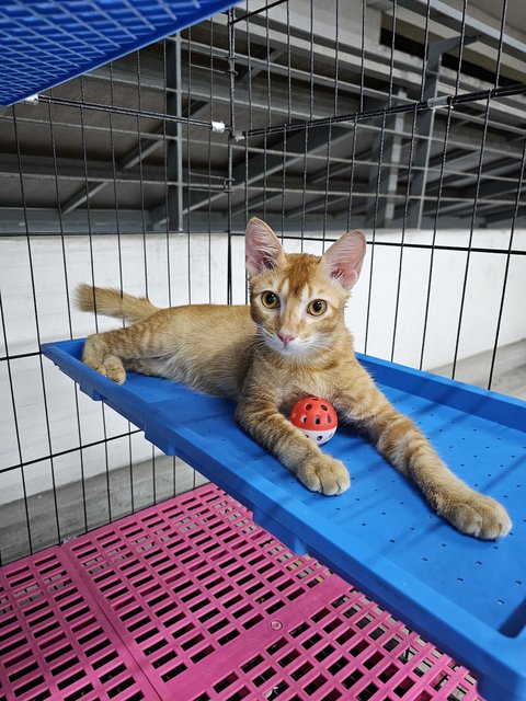 Axel 🧡 - Domestic Short Hair Cat