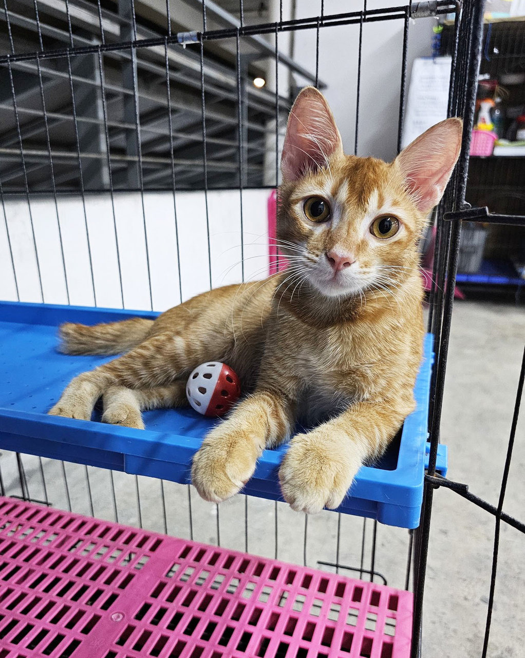 Axel 🧡 - Domestic Short Hair Cat