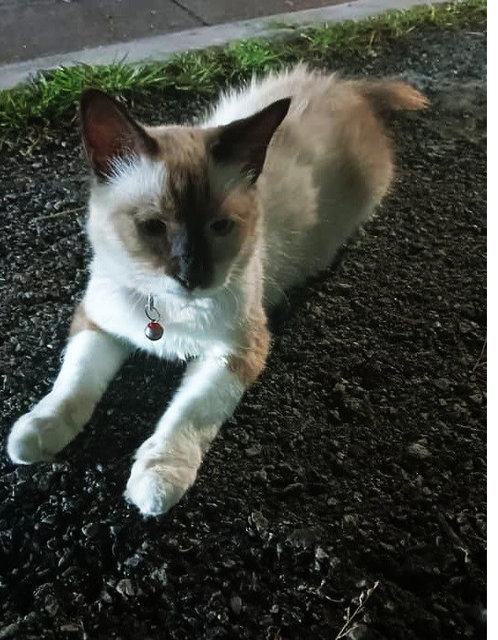 Meet Our Sweet 8-month-old Female Siames - Siamese Cat