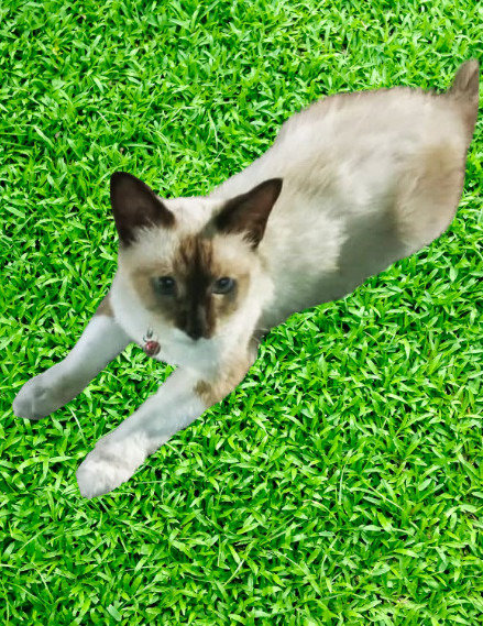 Meet Our Sweet 8-month-old Female Siames - Siamese Cat