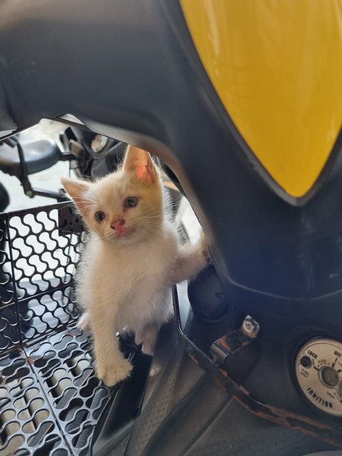 Vax - Domestic Long Hair Cat