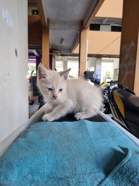 Vax - Domestic Long Hair Cat