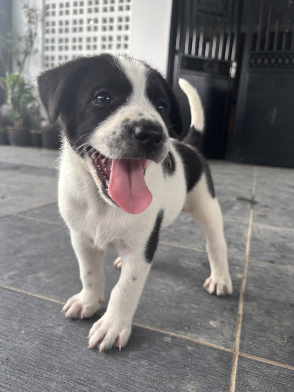 Panda 🐼  - Mixed Breed Dog