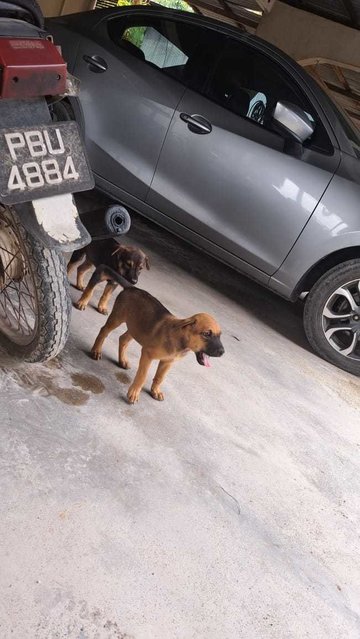 Lovely Litter Of Six - Mixed Breed Dog