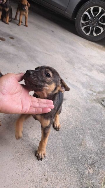 Lovely Litter Of Six - Mixed Breed Dog