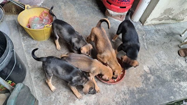 Lovely Litter Of Six - Mixed Breed Dog