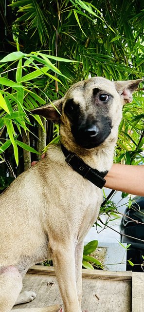 Cherry - Belgian Shepherd Malinois Mix Dog