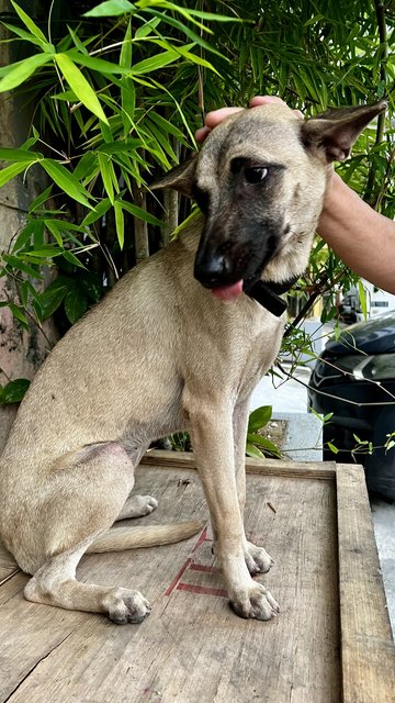 Cherry - Belgian Shepherd Malinois Mix Dog