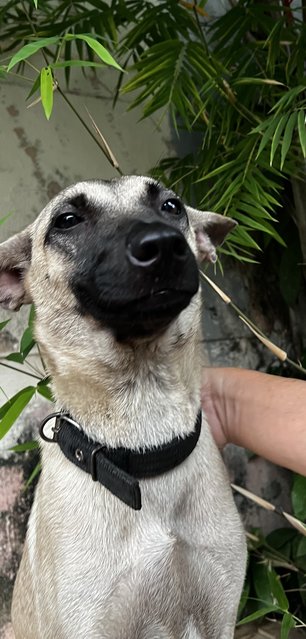 Cherry - Belgian Shepherd Malinois Mix Dog