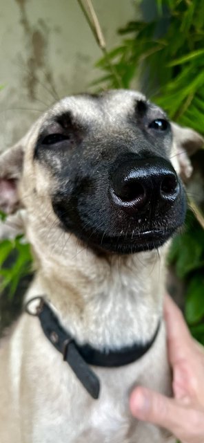 Cherry - Belgian Shepherd Malinois Mix Dog