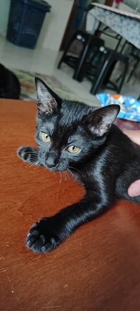 Tamtot - Bombay Cat