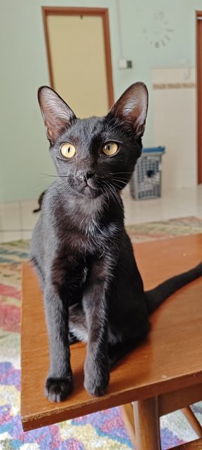 Tamlong - Bombay Cat