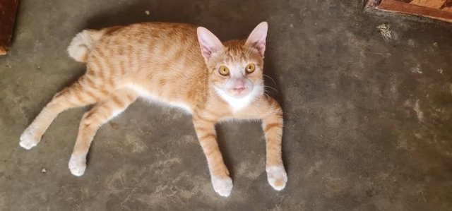 (Can Adopt Separately) Multiple Pets - Domestic Short Hair Cat