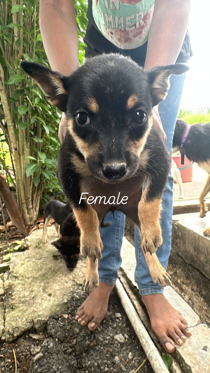 Pups For Adoption - Mixed Breed Dog