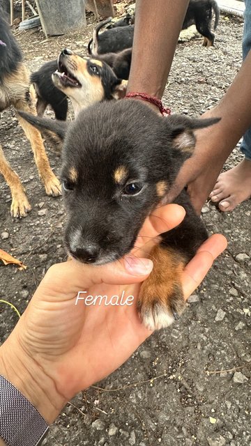 Pups For Adoption - Mixed Breed Dog