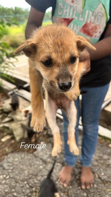 Pups For Adoption - Mixed Breed Dog