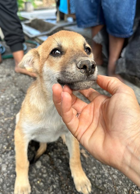 Pup For Adoption - Mixed Breed Dog