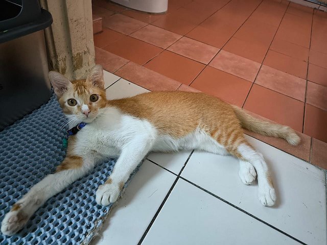 Spot 🤍🧡 - Domestic Short Hair Cat