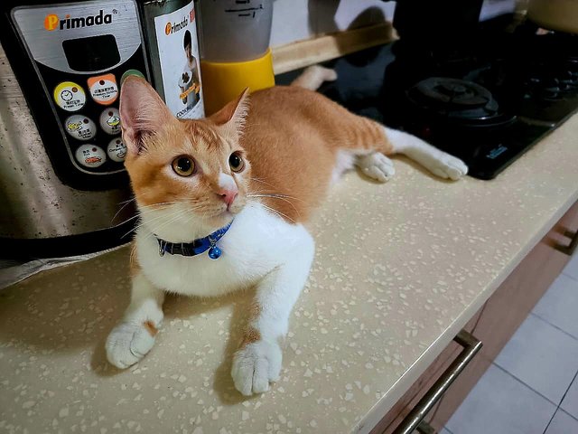 Spot 🤍🧡 - Domestic Short Hair Cat