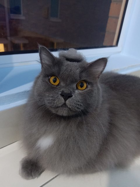 Marbles - Domestic Long Hair + British Shorthair Cat