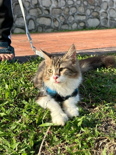 Myko - Norwegian Forest Cat + Maine Coon Cat