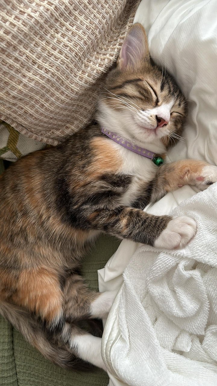 Baby - Turkish Angora + Tortoiseshell Cat