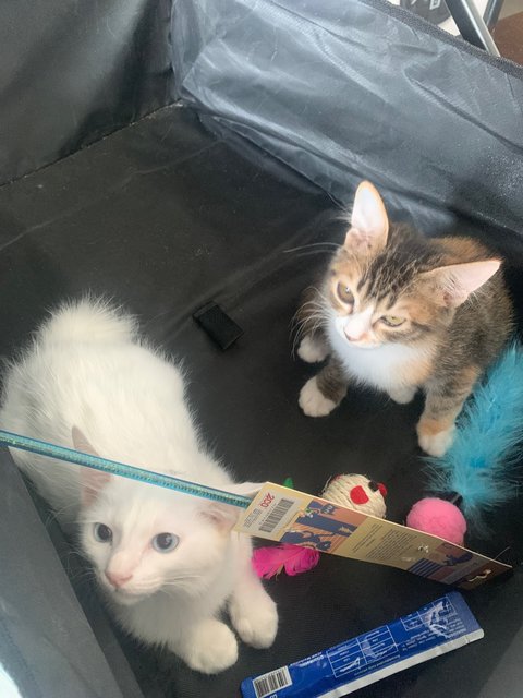 Baby - Turkish Angora + Tortoiseshell Cat