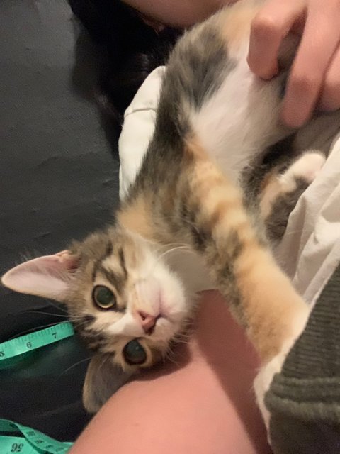 Baby - Turkish Angora + Tortoiseshell Cat