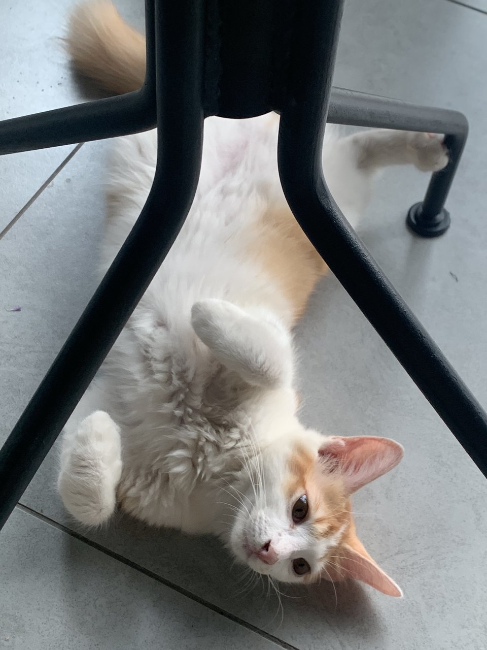 Hachikoo - Turkish Angora + Tuxedo Cat