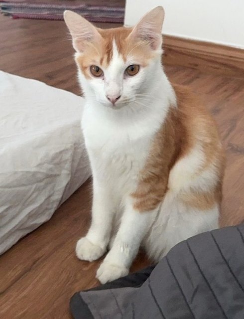 Hachikoo - Turkish Angora + Tuxedo Cat