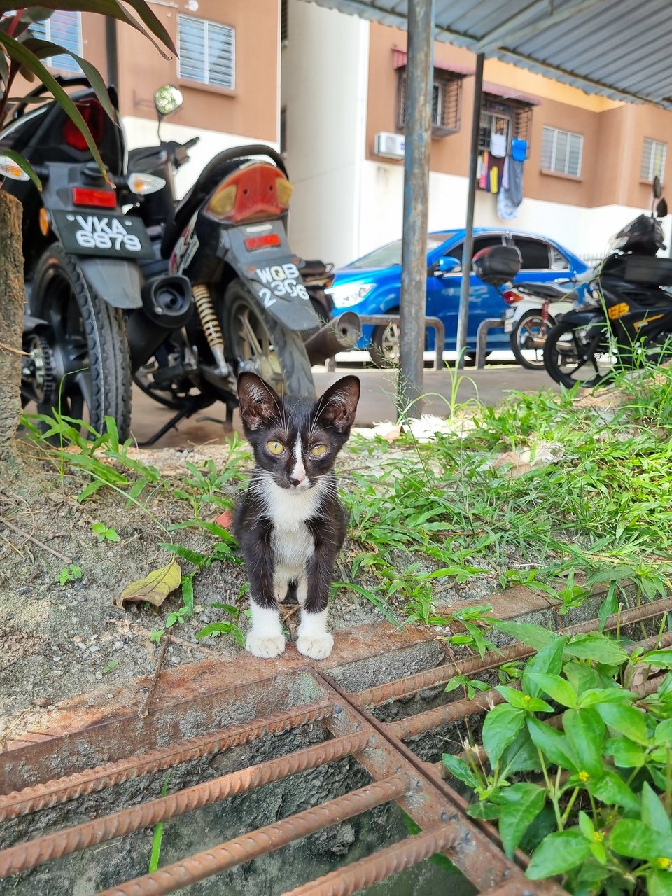 Johnson - Domestic Short Hair Cat