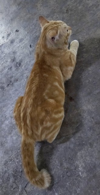 Burger - American Shorthair + Domestic Short Hair Cat