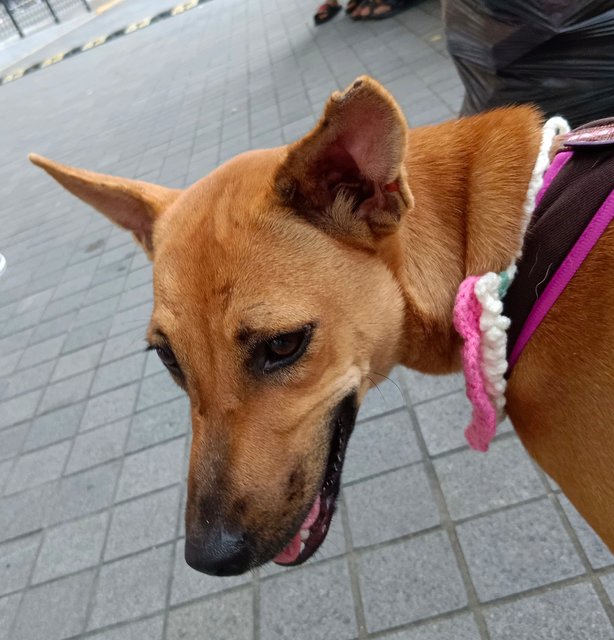 Gina - Mixed Breed Dog