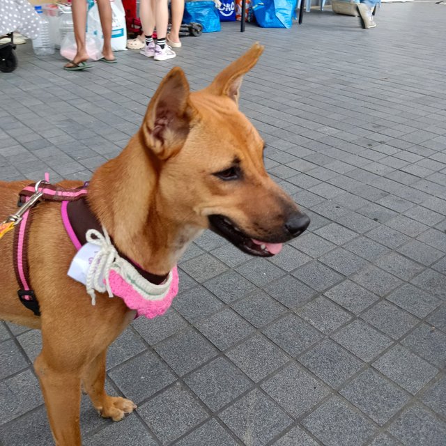 Gina - Mixed Breed Dog